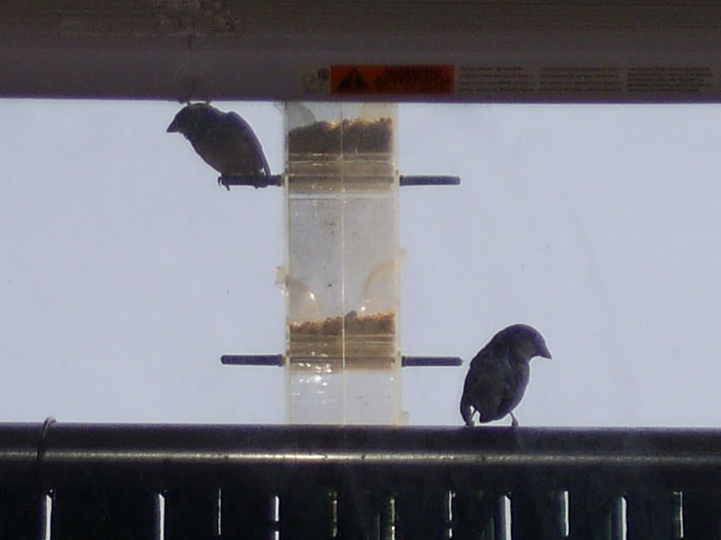 Birds at my new bird feeder.