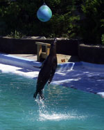 An impressive jump by a sea lion, at the aquarium at Coney Island.