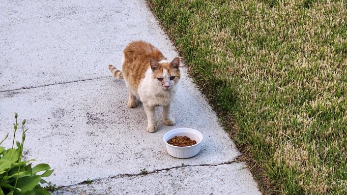 The first time I met Marmalade.