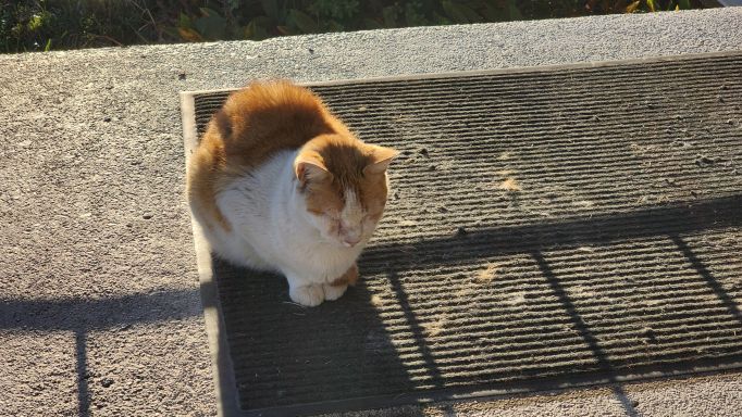 A more recent friendly shot of Marmalade.