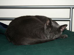 My second cat, Brandy.  Born October 25, 2005.